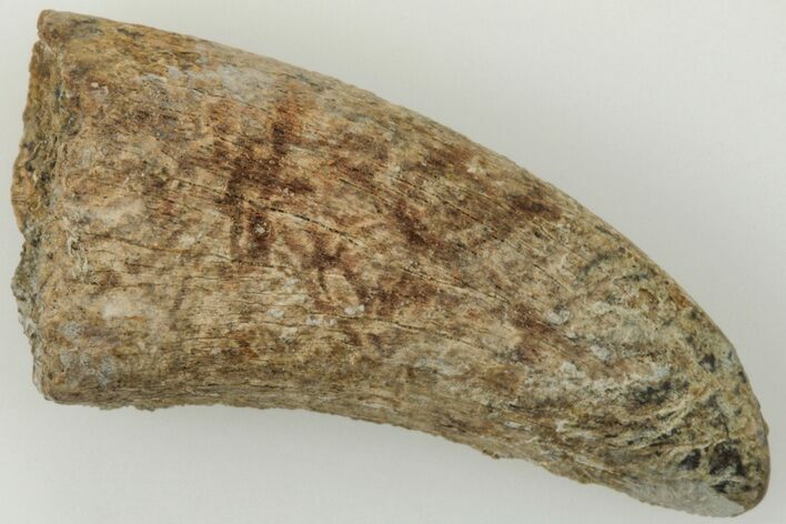 Bargain, 1.1" Tyrannosaur (Nanotyrannus?) Tooth - Montana